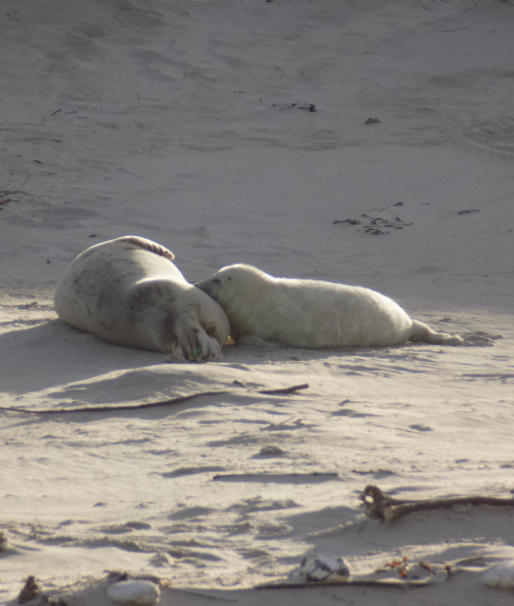 Helgoland Pauschalreisen